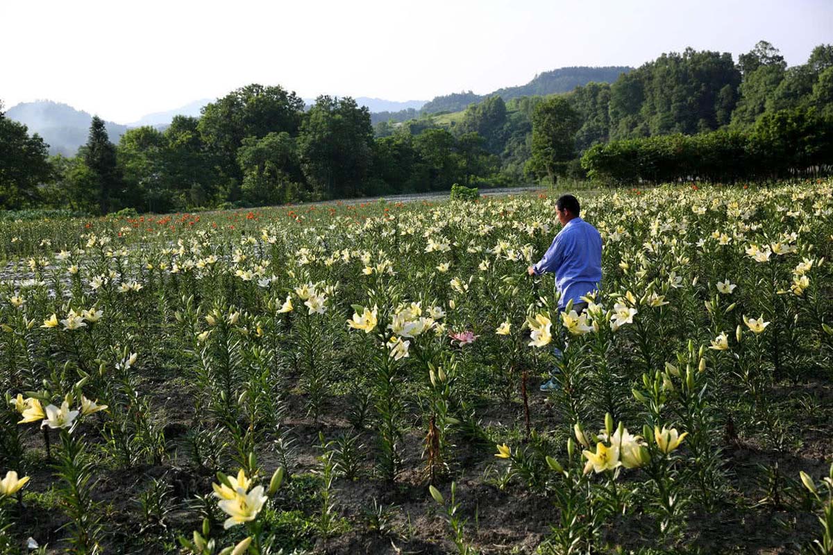 百合花